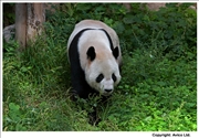 Giant Panda Beijing zoo